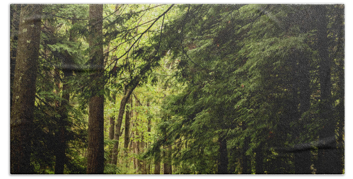 Terry D Photography Hand Towel featuring the photograph Walk In The Forest Cooksburg, PA by Terry DeLuco
