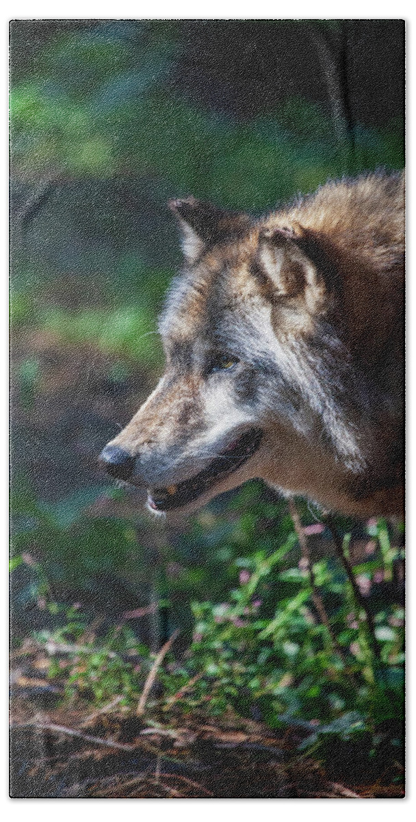 Wolf Bath Towel featuring the photograph Wandering Wolf by Karol Livote