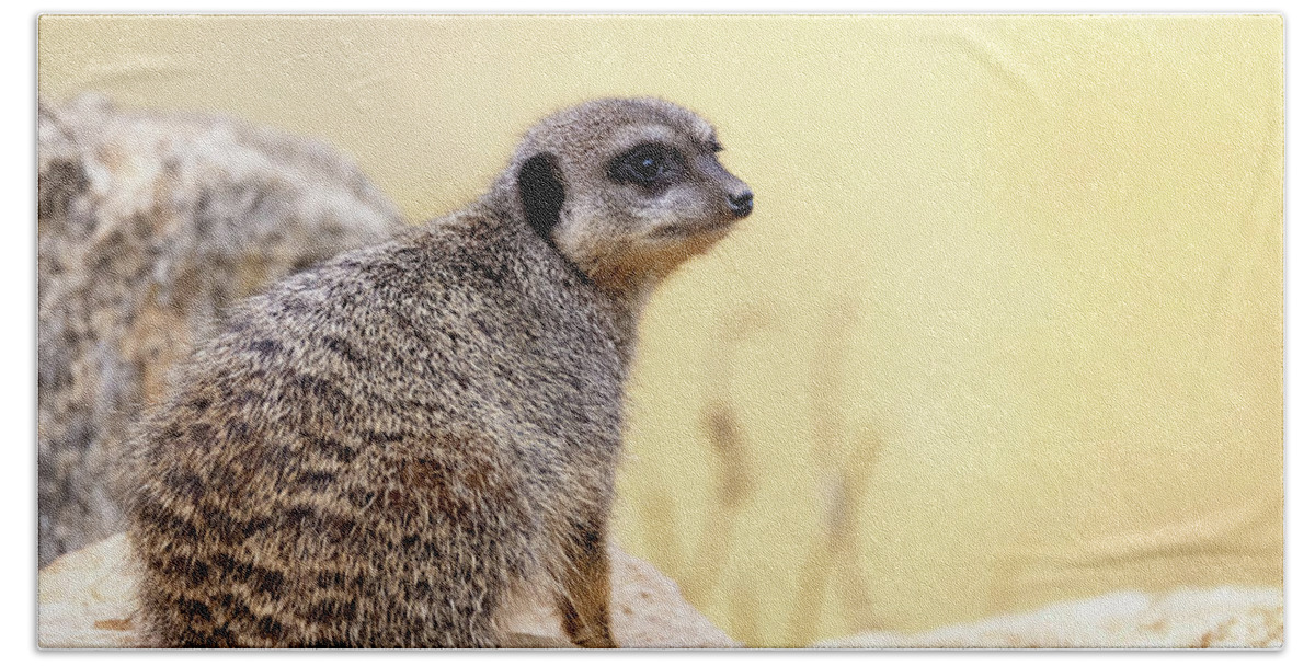 Meerkat Bath Towel featuring the photograph Watchful meerkat keeps a lookout. by Jane Rix