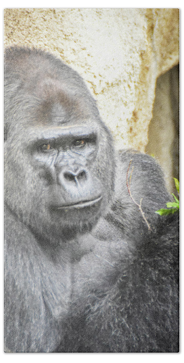 Gorilla Bath Towel featuring the photograph Watchful silverback by Ed Stokes