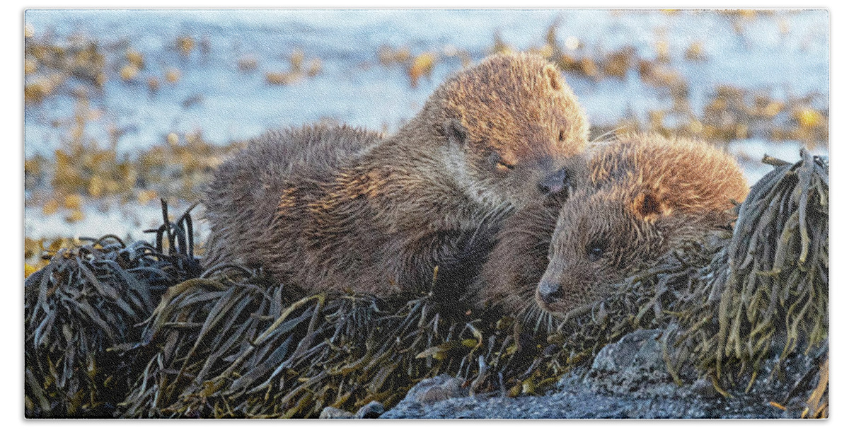 Otter Bath Towel featuring the photograph Watching The Tide Come In by Pete Walkden