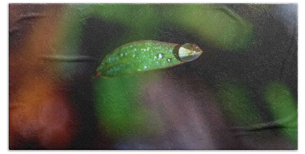 Leaf Bath Towel featuring the photograph Water Drop on a Leaf Tip by Amelia Pearn