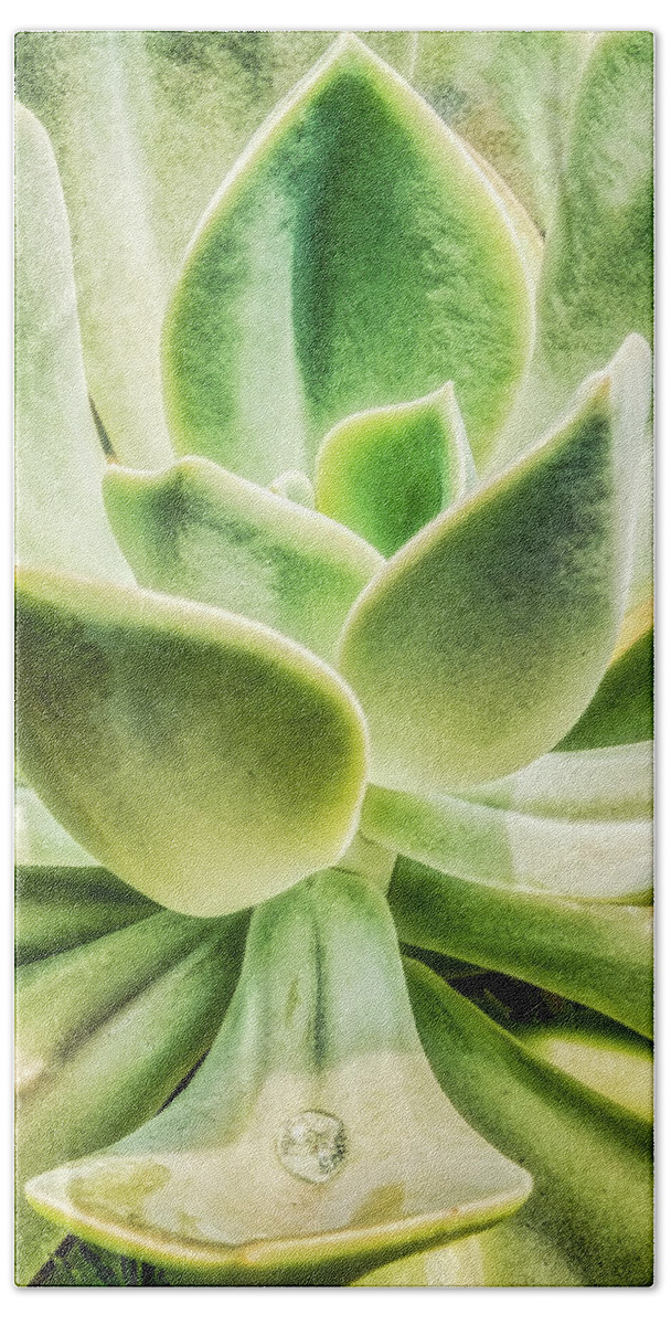 Plant Bath Towel featuring the photograph Water Drop On Echeveria Plant by Gary Slawsky