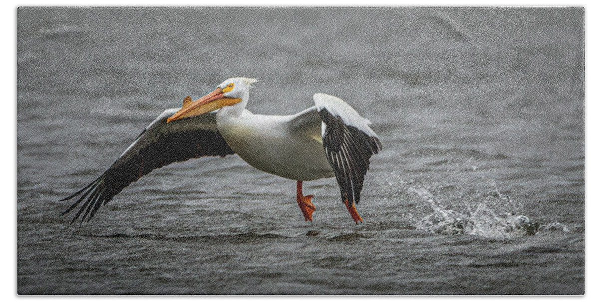 American White Pelican Hand Towel featuring the photograph Water Landing by Ray Silva