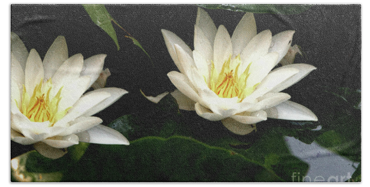 Water Hand Towel featuring the photograph Water Lilly Duo by Stephen Melia