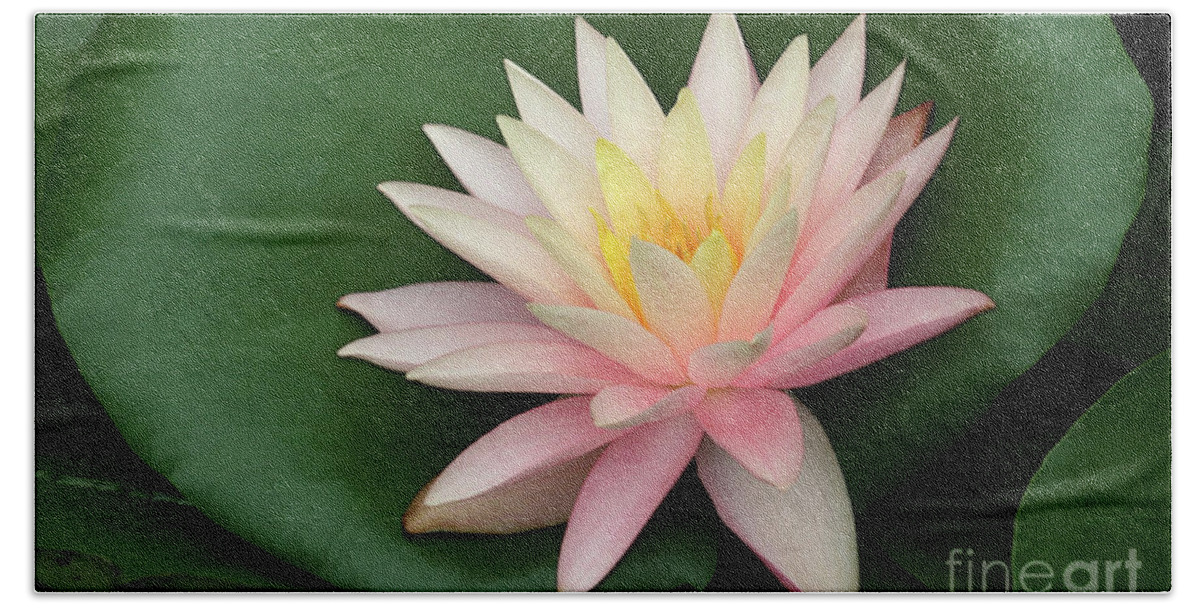 Water Lily; Water Lilies; Lily; Lilies; Flowers; Flower; Floral; Flora; White; White Water Lily; White Flowers; Green; Pink; Digital Art; Photography; Painting; Simple; Decorative; Décor; Macro; Close-up Hand Towel featuring the photograph Water Lily #1 by Tina Uihlein