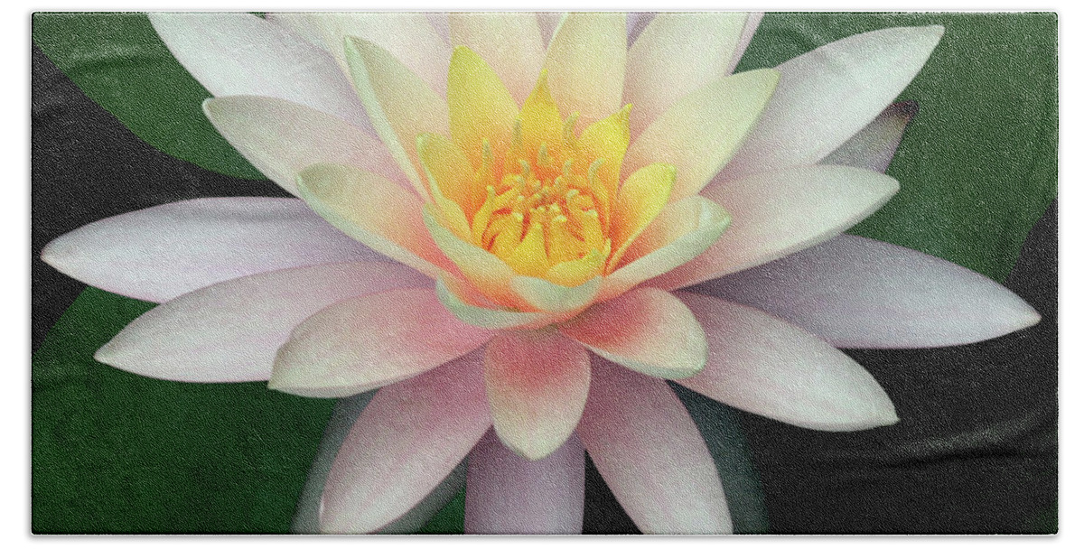 Water Lily; Water Lilies; Lily; Lilies; Flowers; Flower; Floral; Flora; White; White Water Lily; White Flowers; Green; Pink; Digital Art; Photography; Painting; Simple; Decorative; Décor; Macro; Close-up Bath Towel featuring the photograph Water Lily #2 by Tina Uihlein