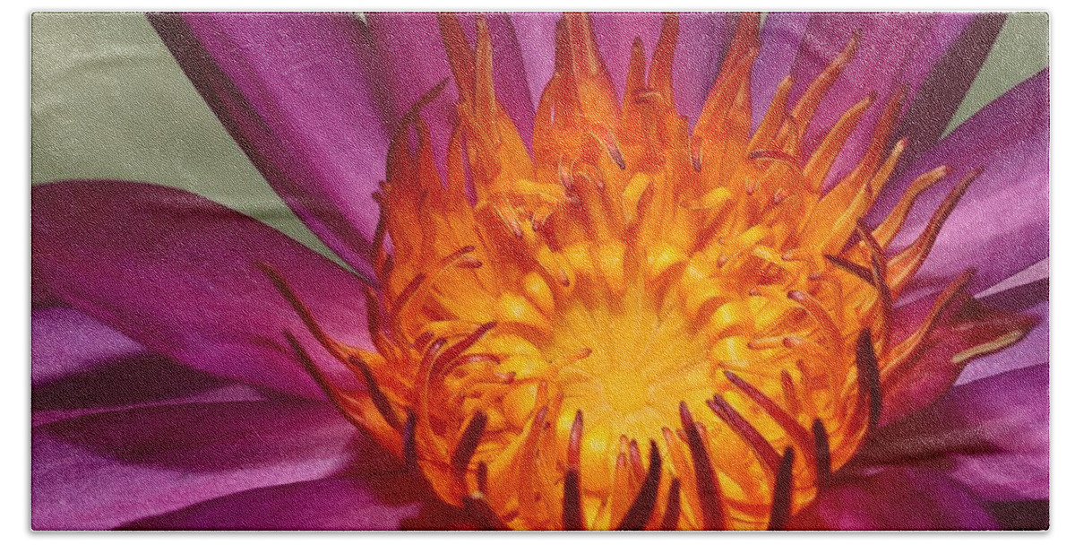 Water Lily Bath Towel featuring the photograph Water Lily on Fire by Mingming Jiang