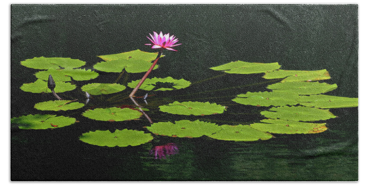 Water Lily Bath Towel featuring the photograph Water Lily 4 by Richard Krebs