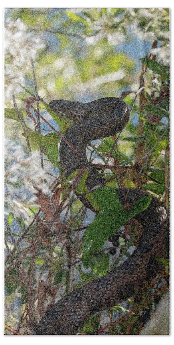 Brown Hand Towel featuring the photograph Watersnake in the Bush by Liza Eckardt