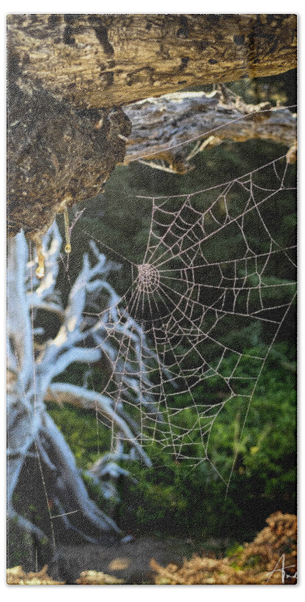 Spider Web Bath Towel featuring the photograph Web of Intrigue by Andrea Platt