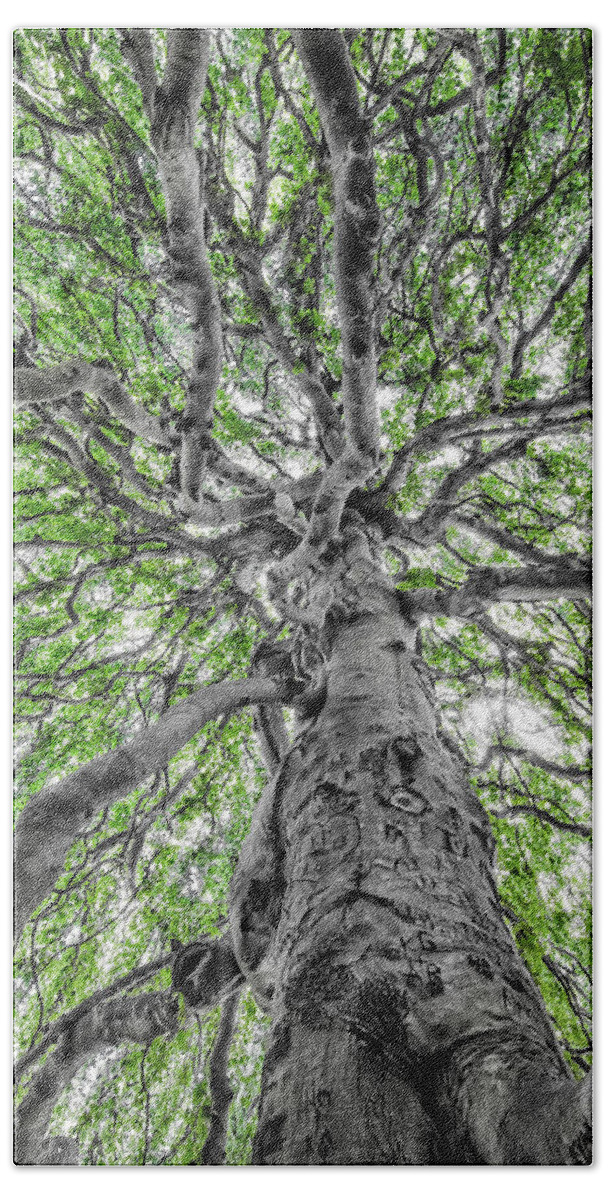 Weeping Hand Towel featuring the photograph Weeping Beech by Steven Nelson