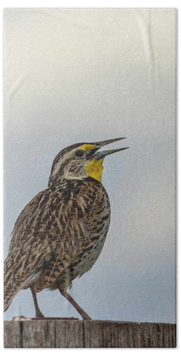 Western Meadowlark Bath Towel featuring the photograph Western Meadowlark 2014 by Thomas Young