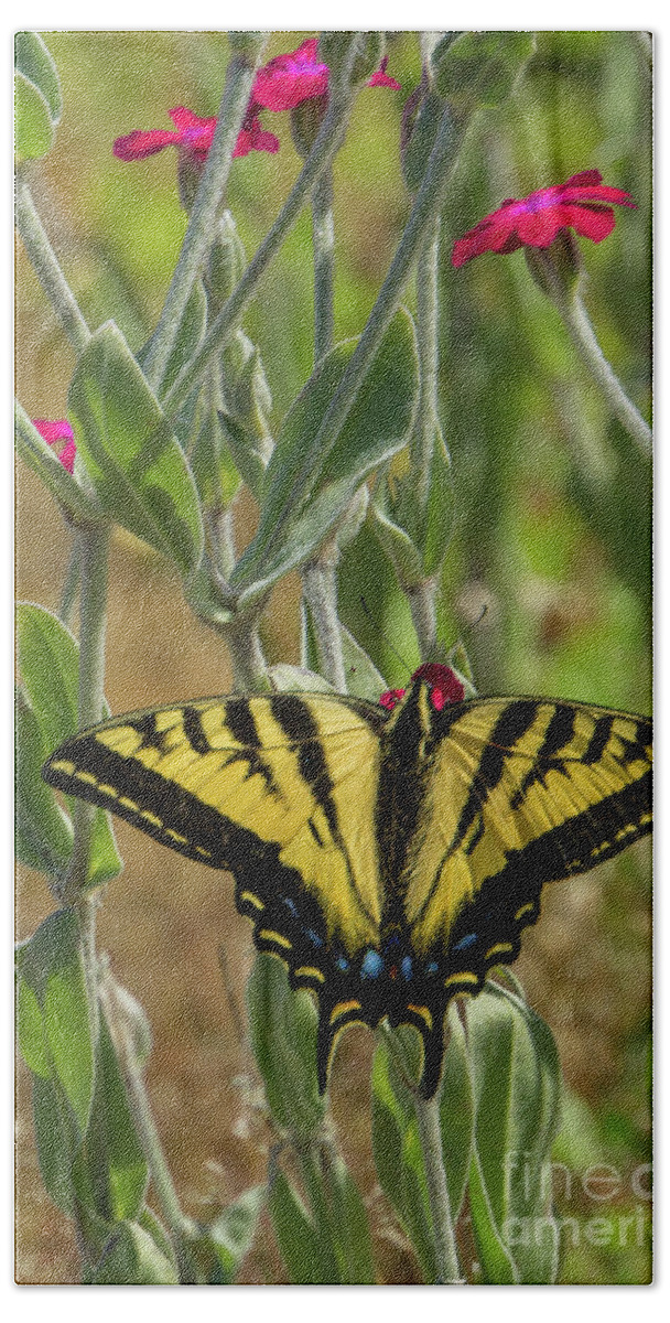 Lepidoptera Bath Towel featuring the photograph Western Tiger Swallowtail on Rose Campion Flower #1 by Nancy Gleason