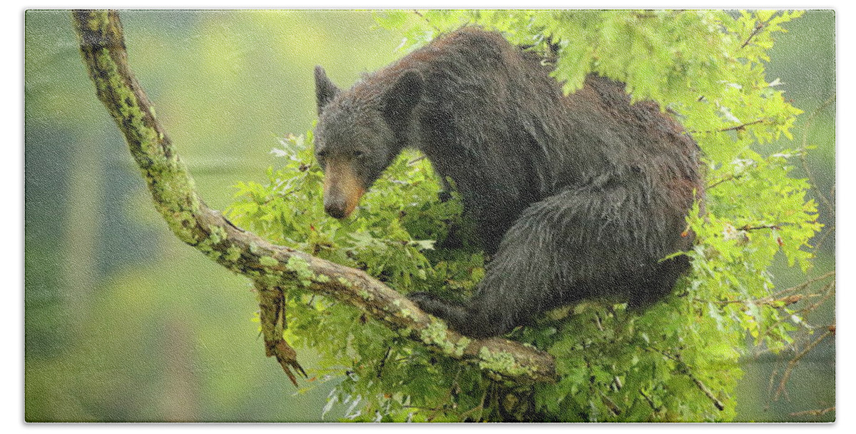 American Black Bear Bath Towel featuring the photograph Wet bear in tree by Coby Cooper