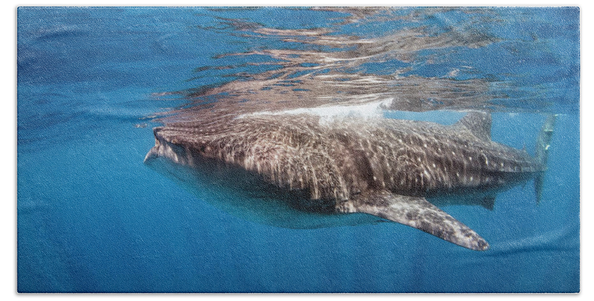 Holbox Bath Towel featuring the photograph whale shark - Rhincodon typus by Olivier Parent
