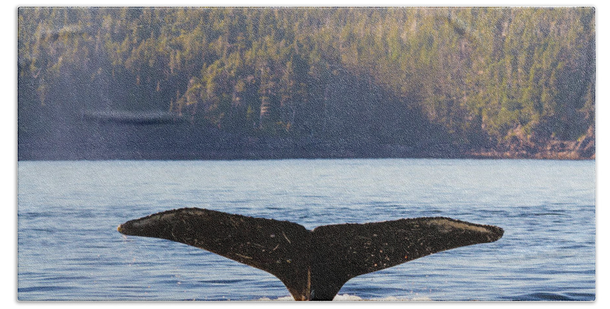 Whale Tale Bath Towel featuring the photograph Whale Tale 3 by Michael Rauwolf