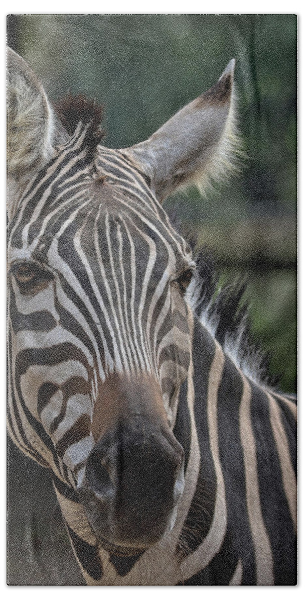 Zebra Bath Towel featuring the photograph Whatcha lookin at by M Kathleen Warren