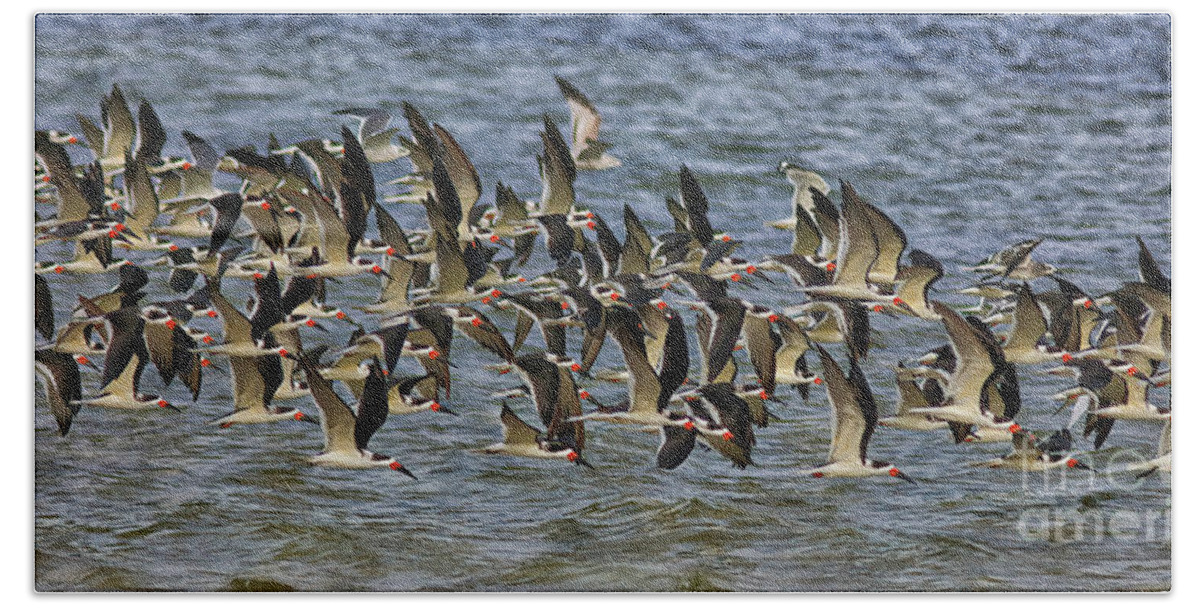 Where Are We Going? Black Skimmers Bath Towel featuring the photograph Where Are We Going? Black Skimmers by Felix Lai