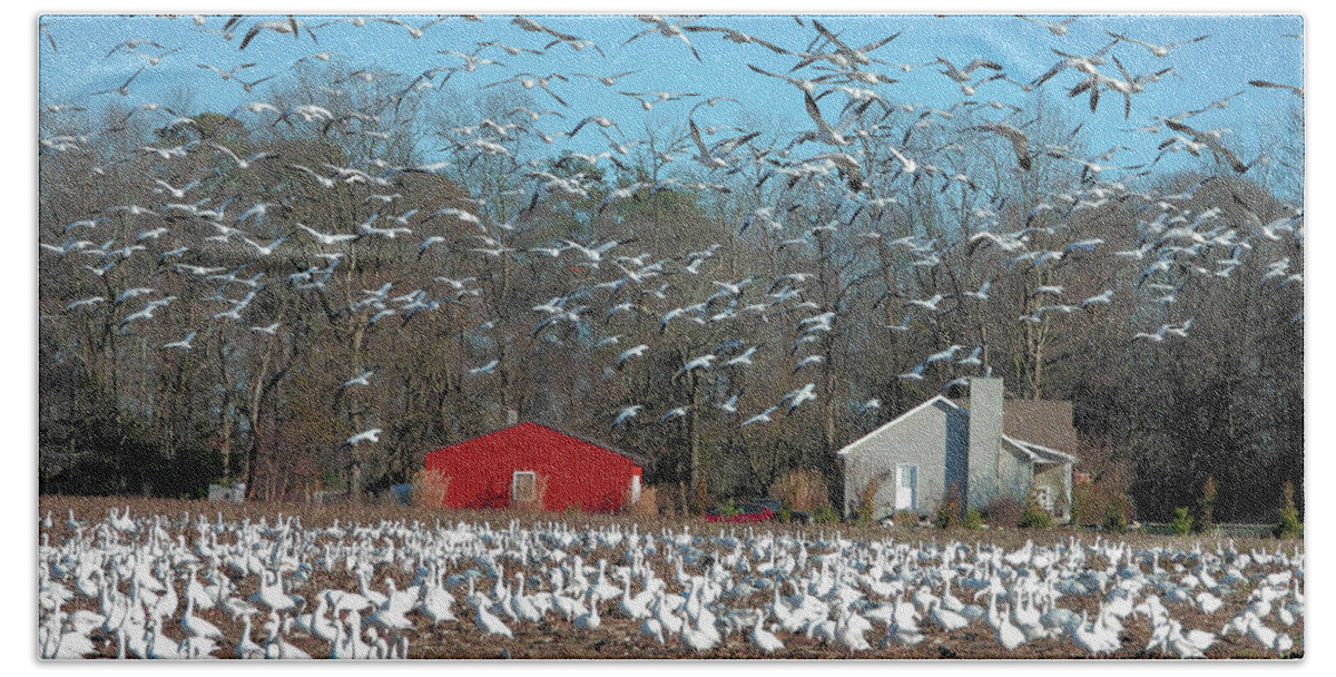 Snow Geese Hand Towel featuring the photograph Where's the Duck Blind? by Scott Cameron