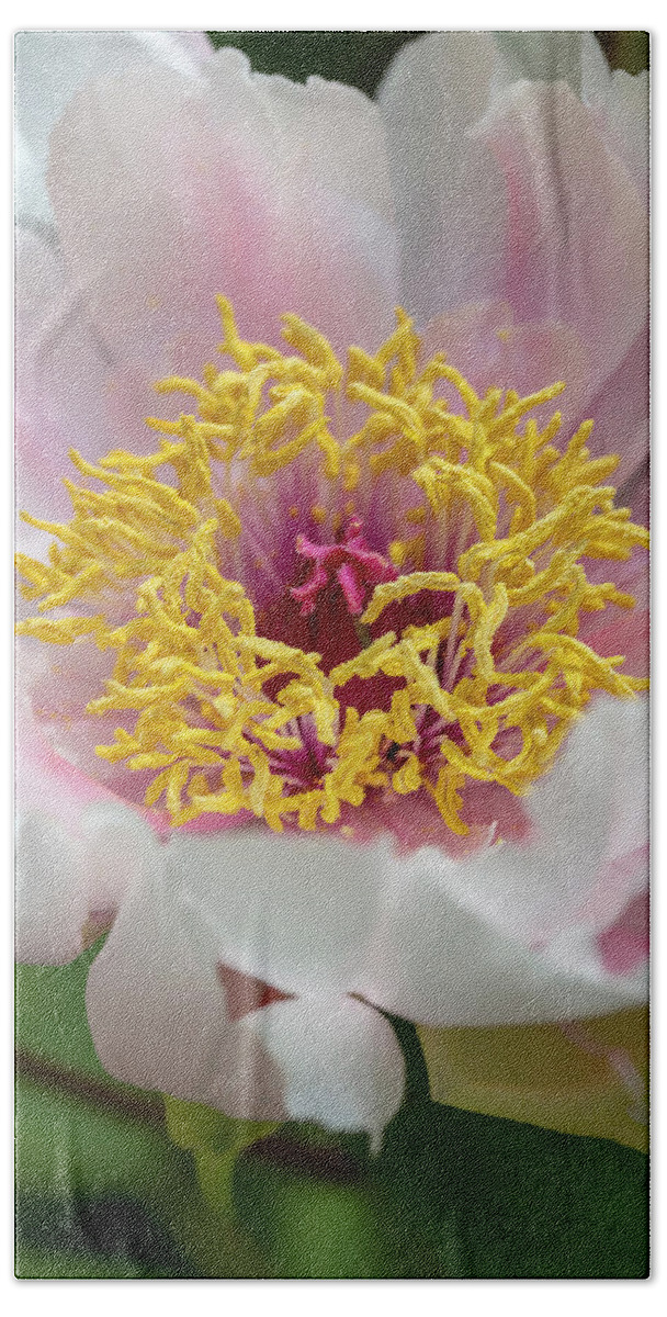 Flower Hand Towel featuring the photograph White-and-Pink Tree Peony by Dawn Cavalieri