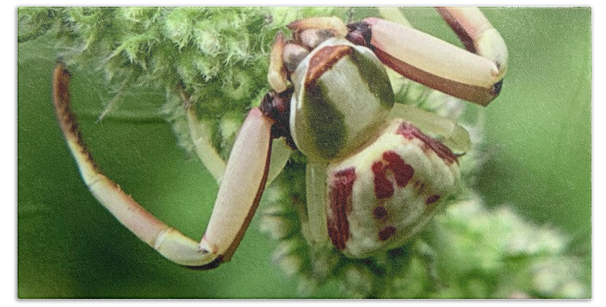 Spider Hand Towel featuring the photograph White Banded Crab Spider by Catherine Wilson