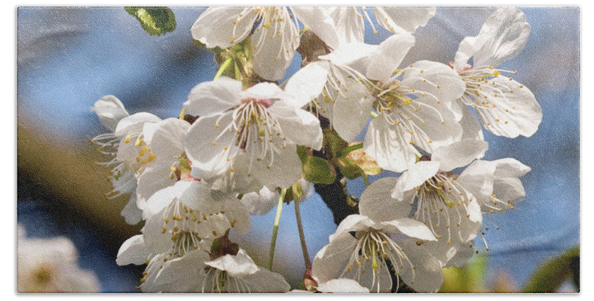 White Blossoms Of A Cherry Tree Hand Towel featuring the photograph White Blossoms of a Cherry Tree by Silva Wischeropp