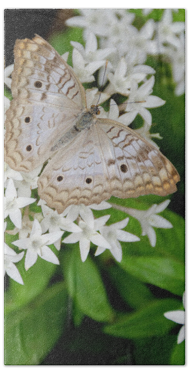 Butterfly Hand Towel featuring the photograph White Butterfly on White Flowers by WAZgriffin Digital