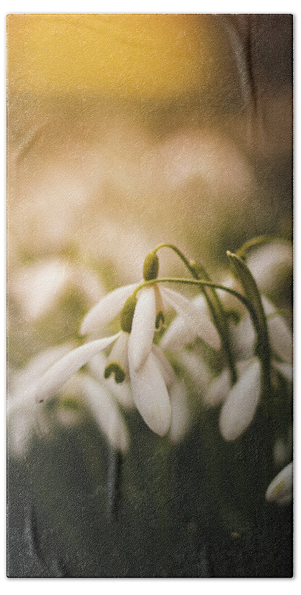 Europe Bath Towel featuring the photograph White common snowdrop - prank of nature by Vaclav Sonnek