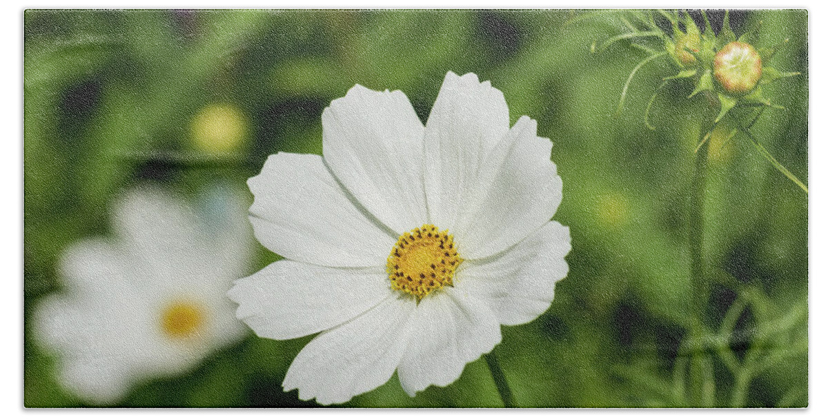 Cosmos Flower Bath Towel featuring the photograph White Cosmos Bipinnatus by Tanya C Smith