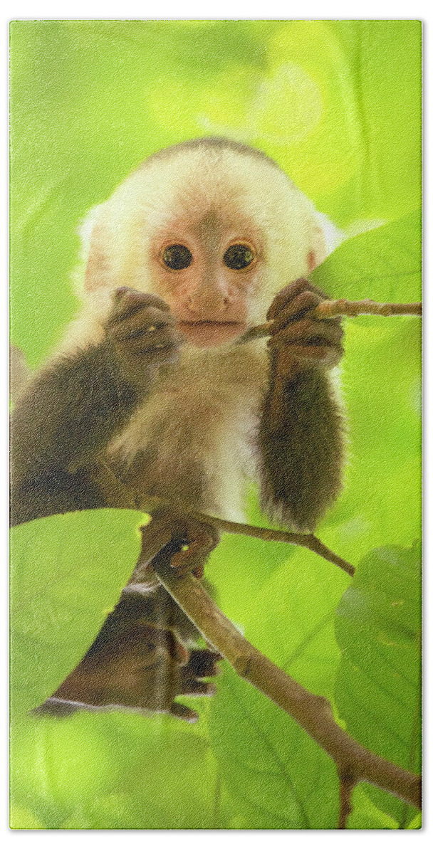 White faced capuchin monkey baby Hand Towel by Roeselien Raimond