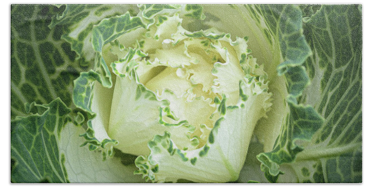 Autumn Bath Towel featuring the photograph White Flowering Cabbage-Kale by Frank Mari
