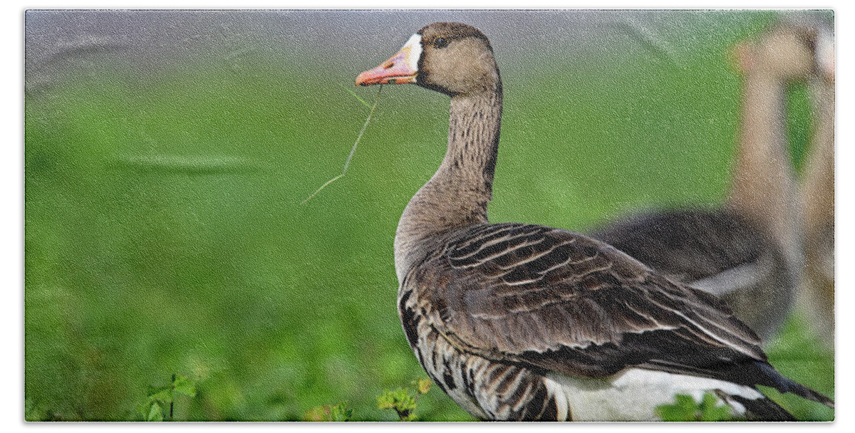  White-fronted Goose Hand Towel featuring the photograph White-fronted Goose - Anser albifrons, Sacramento NWR by Amazing Action Photo Video