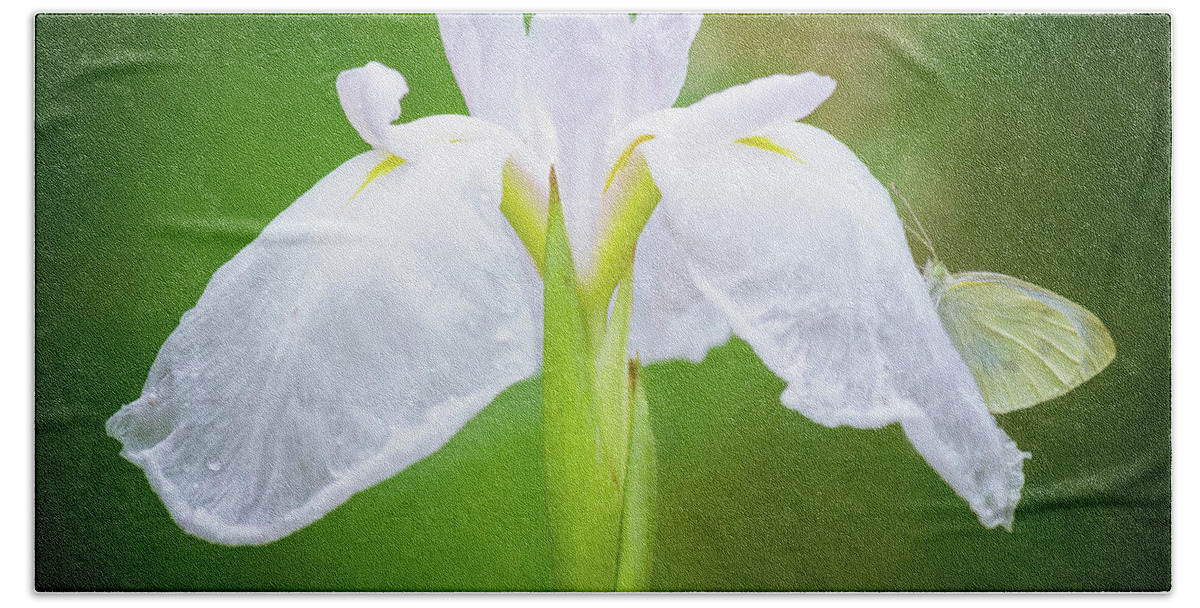 Iris Bath Towel featuring the photograph White Iris With Cabbage Butterfly by Anita Pollak