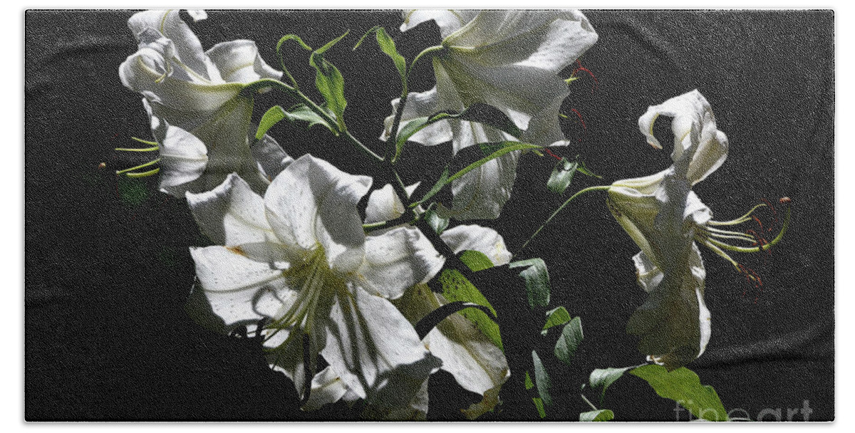 White Hand Towel featuring the photograph White Lilies by Kathy Russell