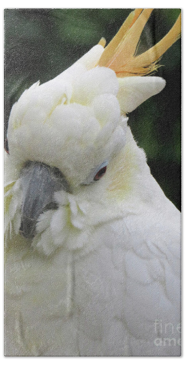 Bird Hand Towel featuring the photograph White One by Mary Mikawoz