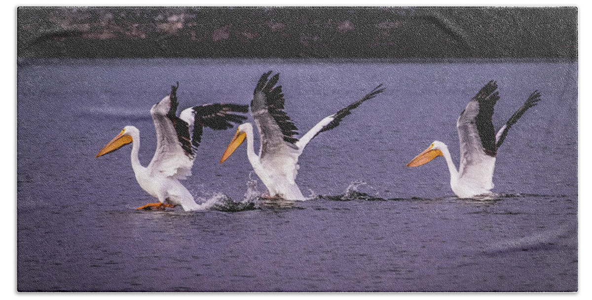 White Bath Towel featuring the photograph White Pelicans Fishing in Springfield Lake by Allin Sorenson