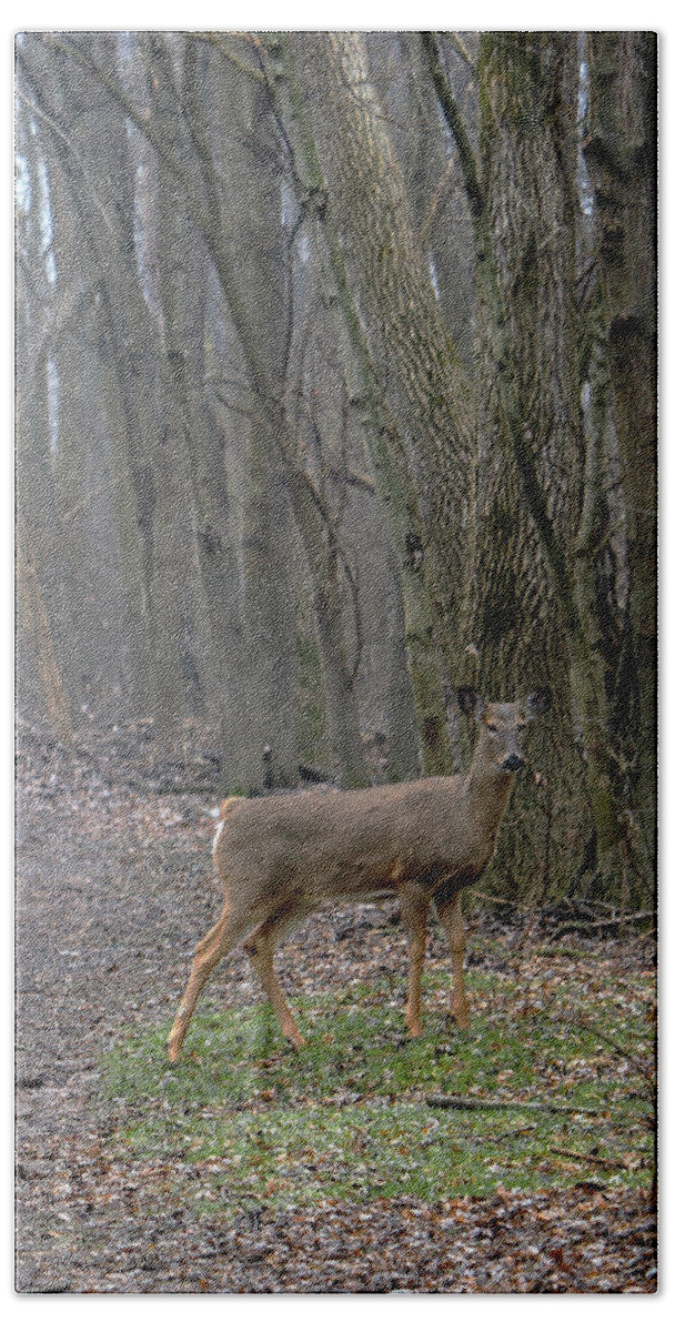 White-tail Deer Woods Clearing Mist Tree Forest Nature Rustic Peaceful Nature Bath Towel featuring the photograph White-tail Deer in a Clearing - right by Mark Berman