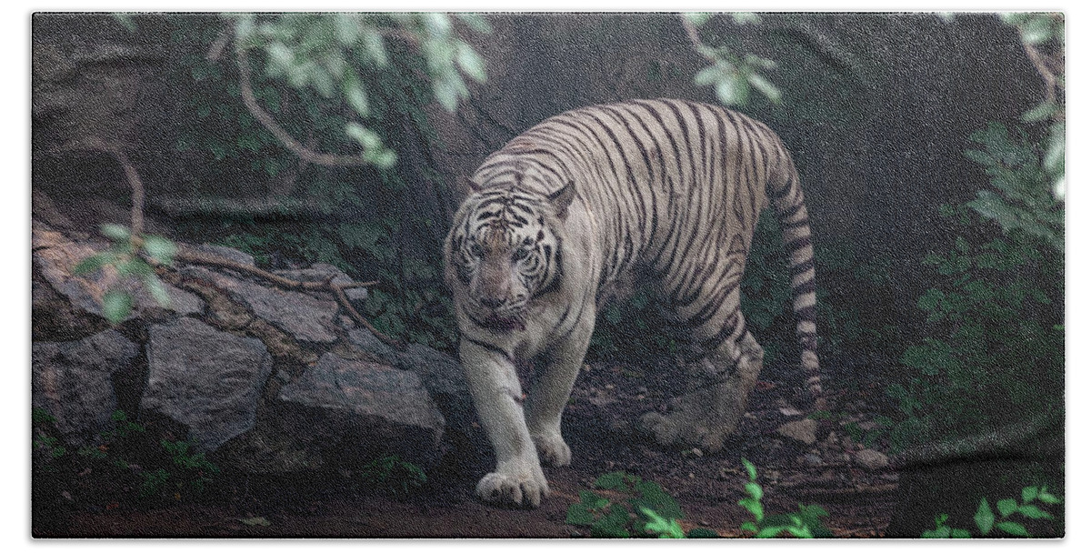 2013 Bath Towel featuring the photograph White Tiger in Beijing City by Benoit Bruchez