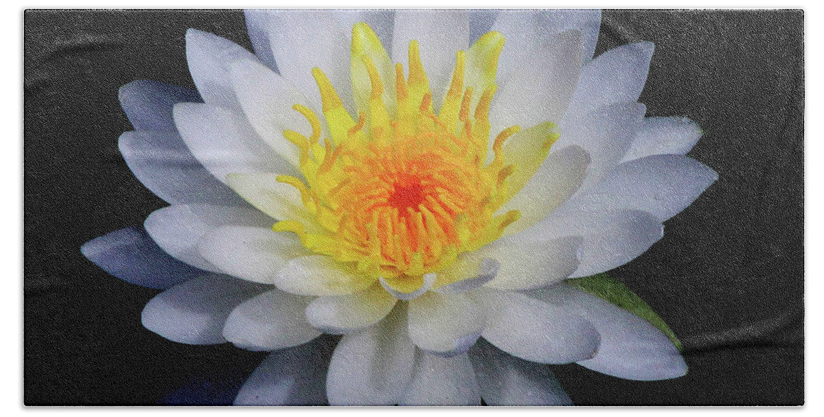 White Bath Towel featuring the photograph White Water Lily by Neala McCarten