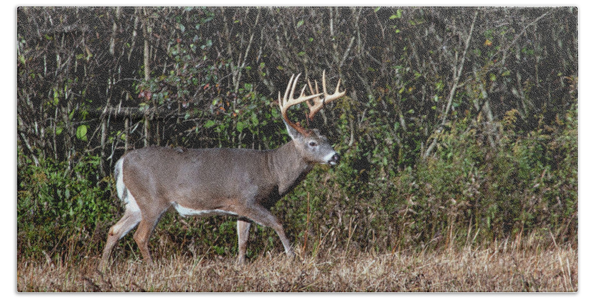Wildlife Bath Towel featuring the photograph Whitetail Buck by Gina Fitzhugh