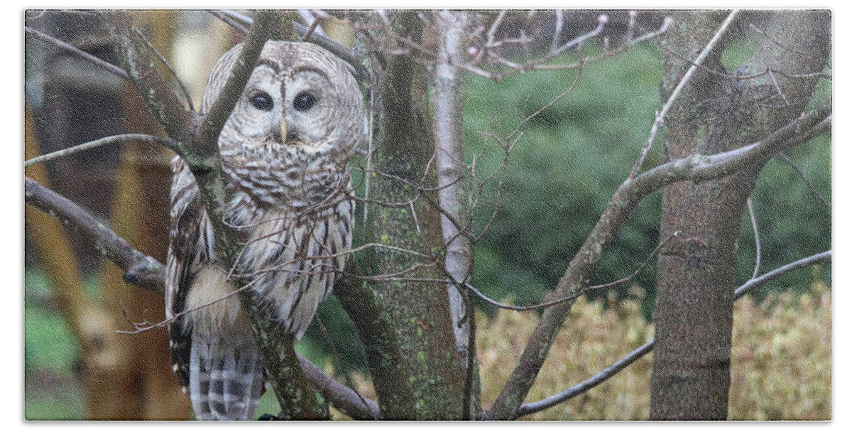 Barred Owl Bath Towel featuring the photograph Whooo You Lookin' At? by Trina Ansel