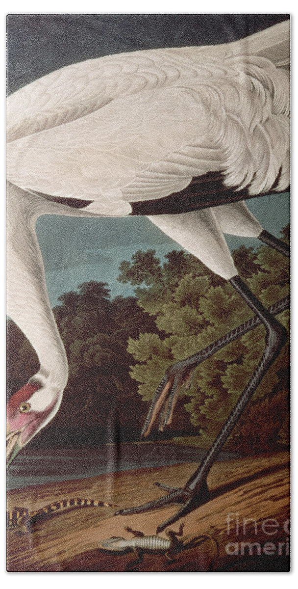 Bird Hand Towel featuring the painting Whooping Crane, from Birds of America by John James Audubon by John James Audubon