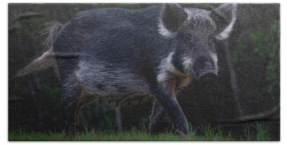 Hog Bath Towel featuring the photograph Wild Boar 2 by Larry Marshall
