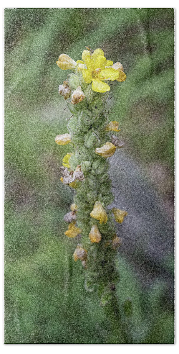 Mullein Hand Towel featuring the photograph Wild Mullein by Steven Nelson