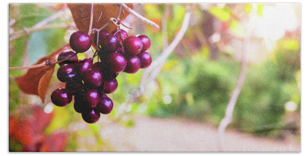 Autumn Bath Towel featuring the photograph Wild ripe purple berries hanging from a bush illuminated by sun rays at sunset, unfocused background and copy space. by Joaquin Corbalan