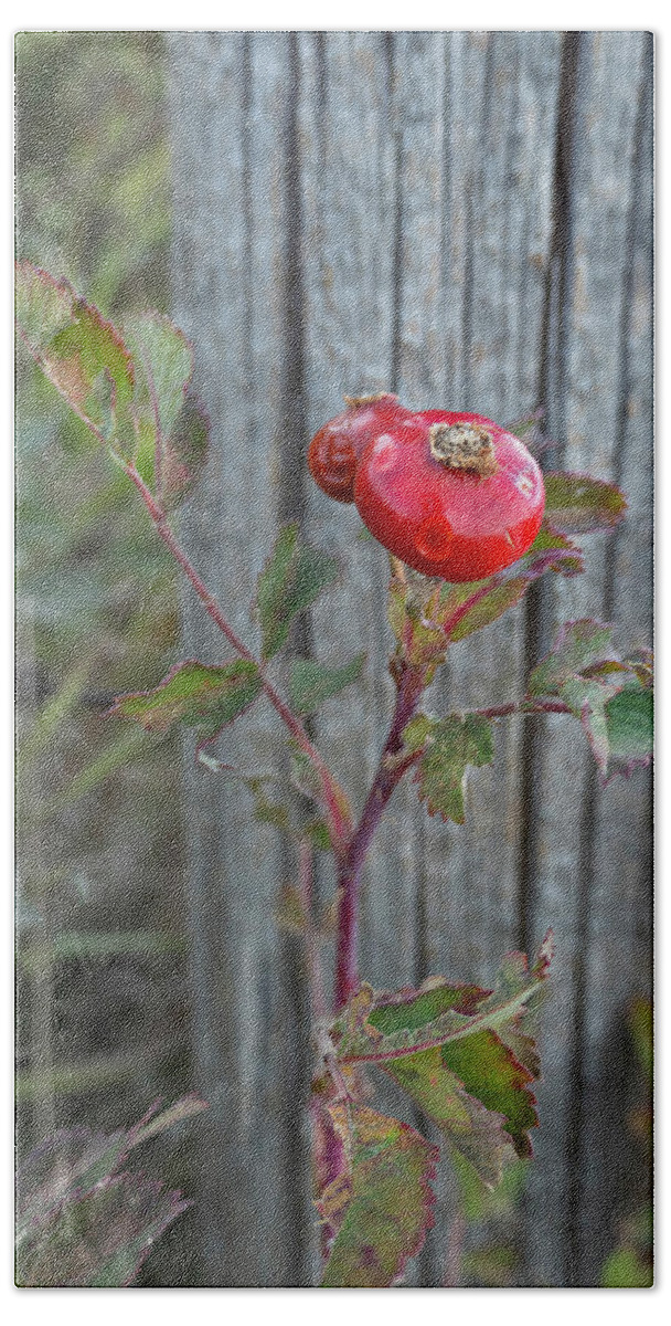 Rose Bath Towel featuring the photograph Wild Rose Hips And Fence Post by Karen Rispin