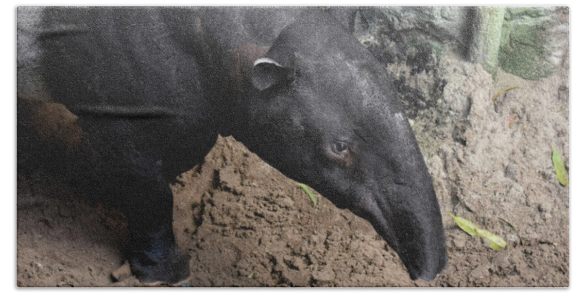 Tapir Bath Towel featuring the photograph Wild tapirs animal walking around in nature by DejaVu Designs