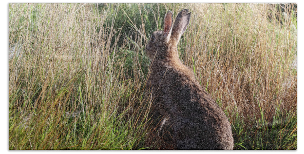 Hare Hand Towel featuring the photograph Wildlife at Sunrise by Eva Lechner