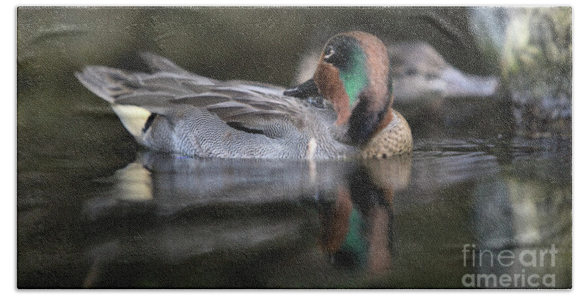 Nature Bath Towel featuring the photograph Wildlife_Green Winged Teal_Merrirt Island National Wildlife Refuge_IMG1692 by Randy Matthews